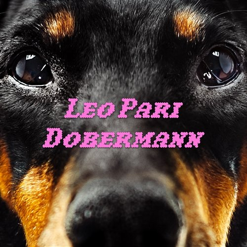 Dobermann Leo Pari