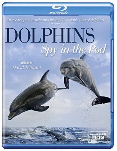 Dolphins Spy in the Pod Downer John