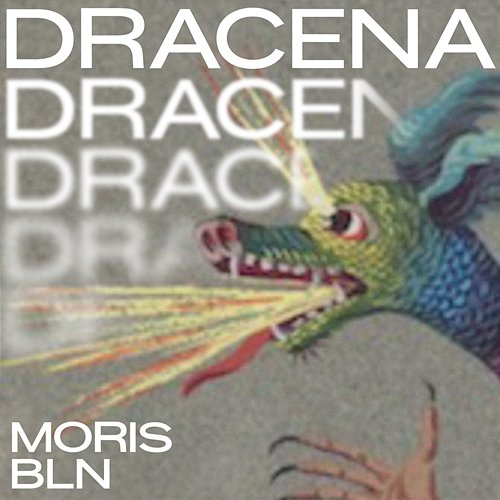 Dracena MORIS BLN