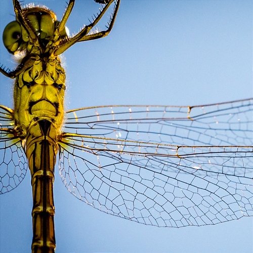 Dragonfly Cadmio