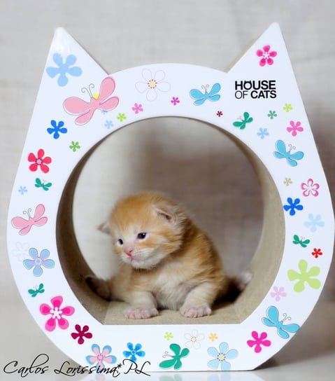 Drapak Dla Kota Small Cat Flowers Inna marka