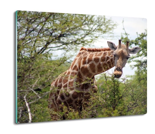 druk deska splashback Żyrafa dżungla las 60x52, ArtprintCave ArtPrintCave