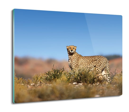 druk ochrona na indukcję Gepard krzaki trawa 60x52, ArtprintCave ArtPrintCave