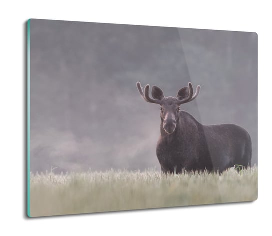 druk ochrona na indukcję Łoś polana mgła 60x52, ArtprintCave ArtPrintCave