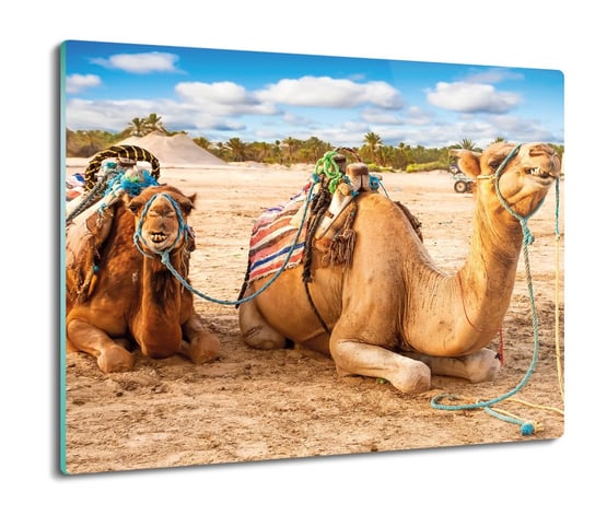 druk ochrona na indukcję Wielbłądy Tunezja 60x52, ArtprintCave ArtPrintCave