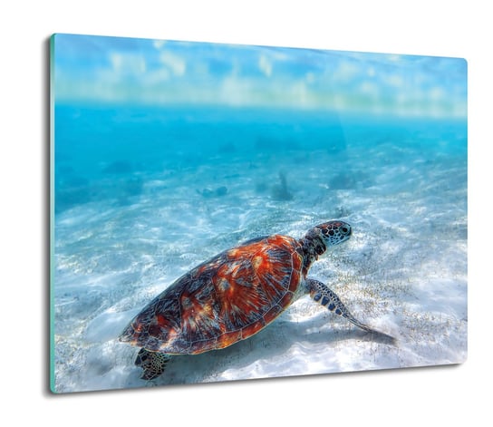 druk ochrona na indukcję Żółw plaża ocean 60x52, ArtprintCave ArtPrintCave
