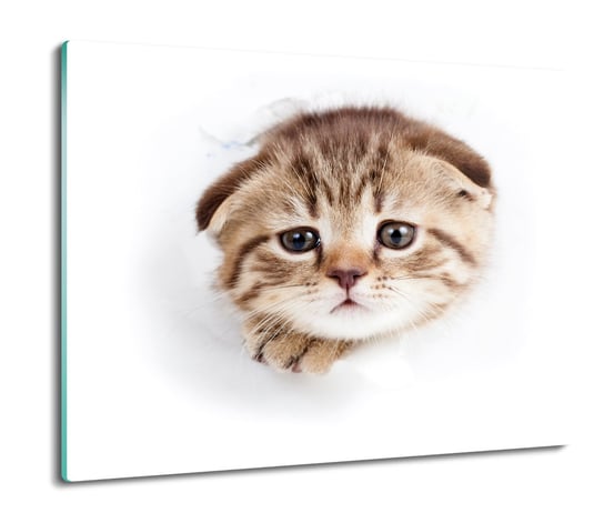 druk osłona płyty kuchennej Kot karton oczy 60x52, ArtprintCave ArtPrintCave