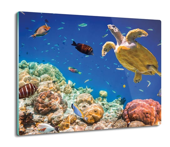 druk splashback z foto Fauna rafy koralowej 60x52, ArtprintCave ArtPrintCave