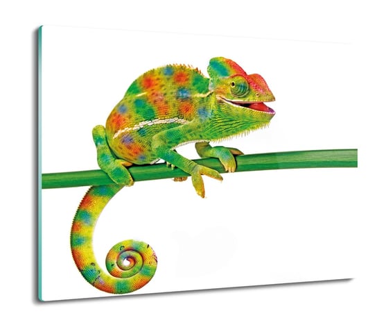 druk splashback ze szkła Kameleon gad patyk 60x52, ArtprintCave ArtPrintCave