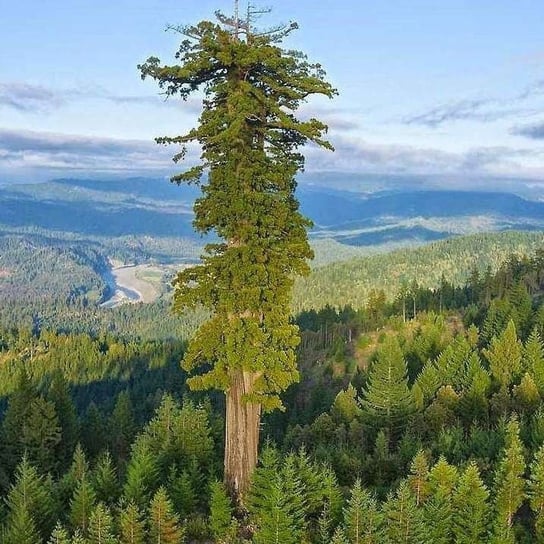 Drzewo jakie jest, każdy widzi - czy na pewno? - Kampus Nauka - podcast Radio Kampus