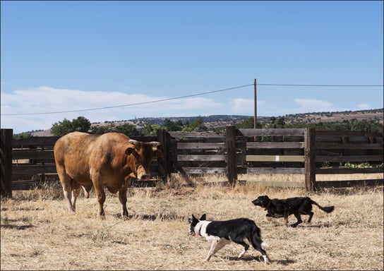 Dusty de Braga and his daughter Fallow, are working cowpokes who drive cattle on Dye Creek Ranch near Red Bluff, California, Carol Highsmith - plakat 100x70 cm Galeria Plakatu