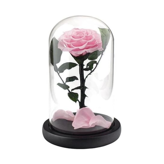 Duża róża w szklanym dzwonku - różowa Inna marka