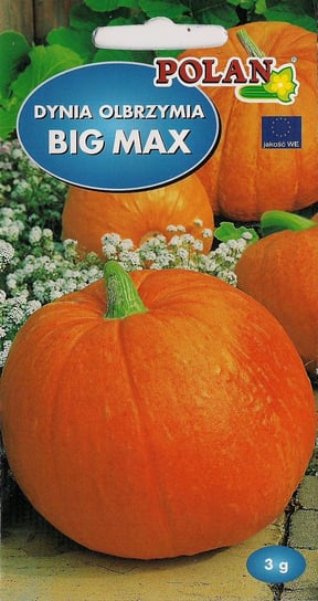 Dynia olbrzymia Big Max 3 g POLAN Inna marka