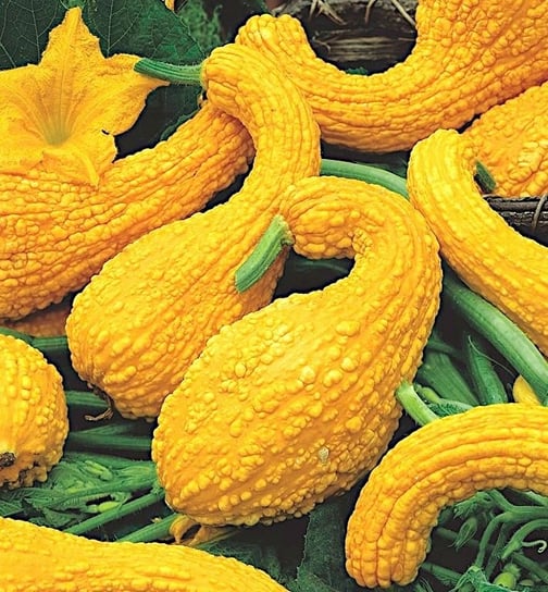 DYNIA OZDOBNA YELLOW CROOCKNECK CUCURBITA PEPO 1 G DobreNasiona.pl