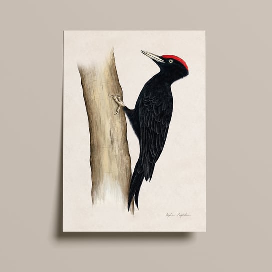Dzięcioł czarny plakat, autorska grafika, ornitologia, plakat TukanMedia, dekoracja TukanMedia