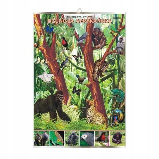 Dżungla afrykańska zwierzęta plansza plakat VISUAL System