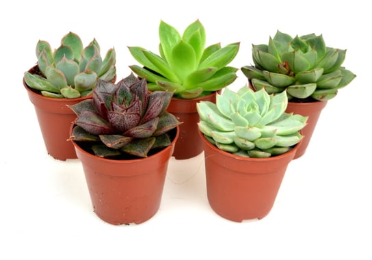 Echeveria    zestaw   5 szt  , mix  nr 2 ,  P5 DIXIE STORE