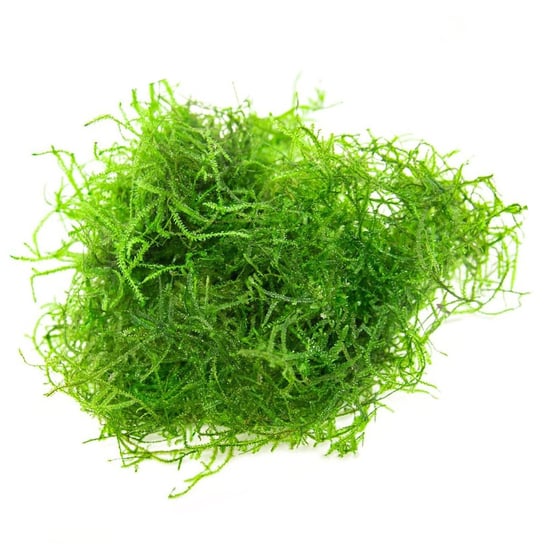 Eco Plant - Stringy  Moss - InVitro mały kubek Inna marka