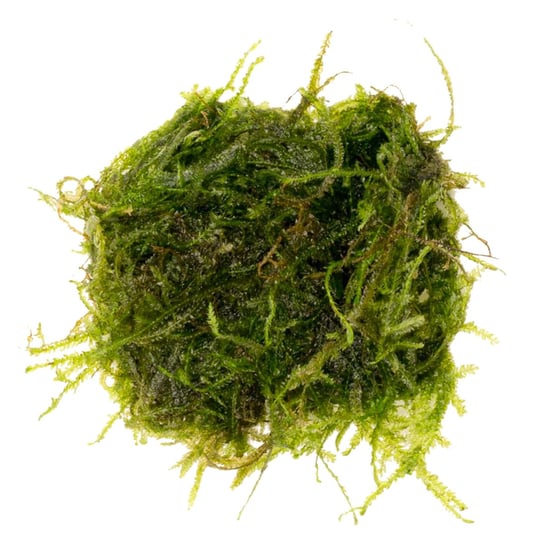 Eco Spiky Moss - Roślina Invitro Wytrzymały Mech 20 Sztuk Eco Plant