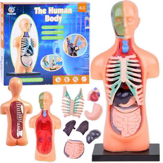 Edukacyjny Model Zestaw  Anatomiczny Ciało Człowieka Inna marka