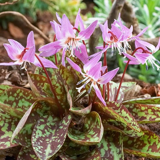 Erythronium Psiząb Purple King 1 szt cebulki BENEX