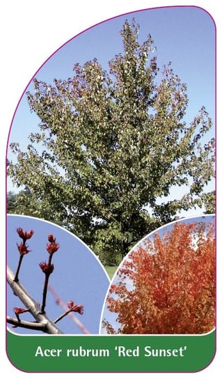 Etykieta szkółkarska Acer rubrum 'Red Sunset' Euroflora