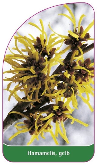 Etykieta szkółkarska Hamamelis, gelb Euroflora