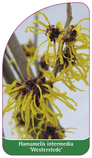 Etykieta szkółkarska Hamamelis intermedia 'Westerstede' Euroflora