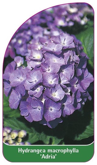 Etykieta szkółkarska Hydrangea macrophylla 'Adria' Euroflora