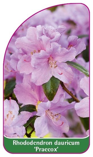 Etykieta szkółkarska Rhododendron dauricum 'Praecox' - C Euroflora