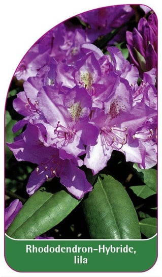 Etykieta szkółkarska Rhododendron hybride, lila - A Euroflora