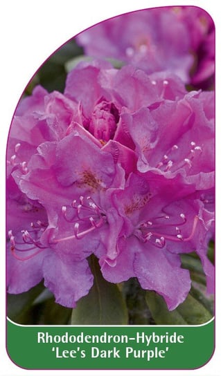 Etykieta szkółkarska Rhododendron 'Lee's Dark Purple' Euroflora