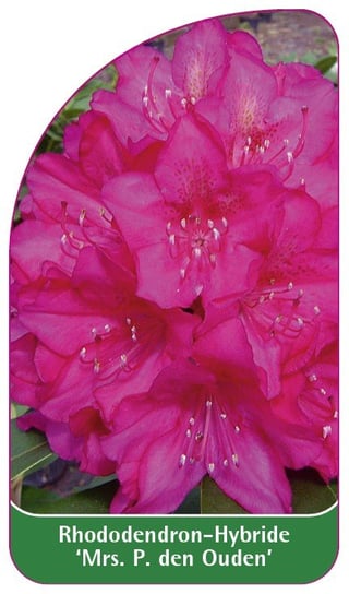 Etykieta szkółkarska Rhododendron 'Mrs. P. den Ouden' Euroflora