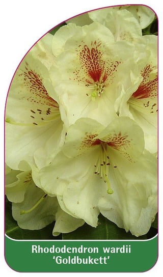 Etykieta szkółkarska Rhododendron wardii 'Goldbukett' Euroflora