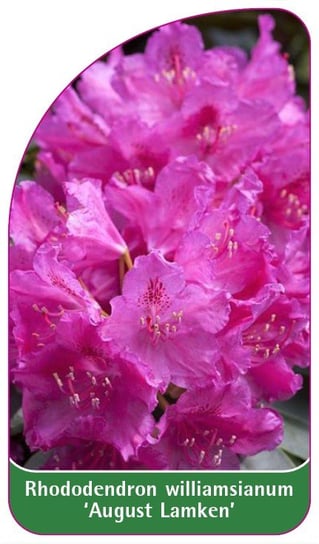 Etykieta szkółkarska Rhododendron williamsianum 'August Lamken' Euroflora