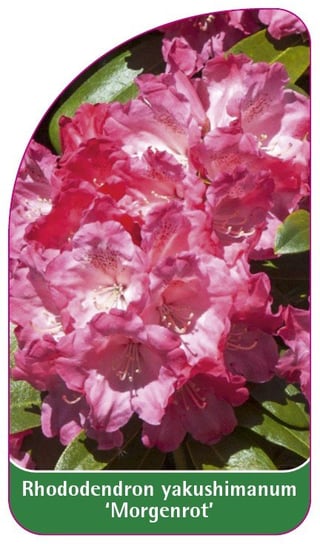 Etykieta szkółkarska Rhododendron yakushimanum 'Morgenrot' Euroflora