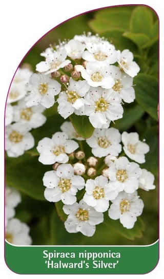 Etykieta szkółkarska Spiraea nipponica 'Halward's Silver' Euroflora