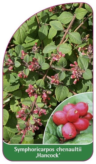 Etykieta szkółkarska Symphoricarpos chenaultii 'Hancock' Euroflora