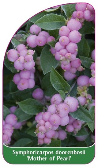 Etykieta szkółkarska Symphoricarpos 'Mother of Pearl' Euroflora