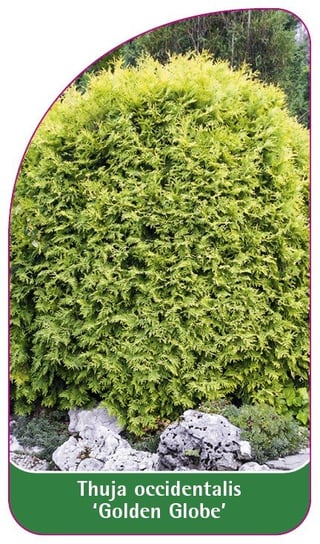 Etykieta szkółkarska Thuja occidentalis 'Golden Globe' Euroflora