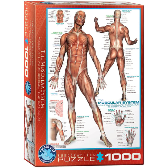 Eurographics, puzzle, The Muscular System, 1000 el. EuroGraphics