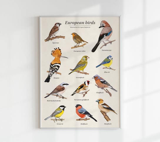 European birds - autorski plakat edukacyjny 48x68 (angielskie nazwy) TukanMedia