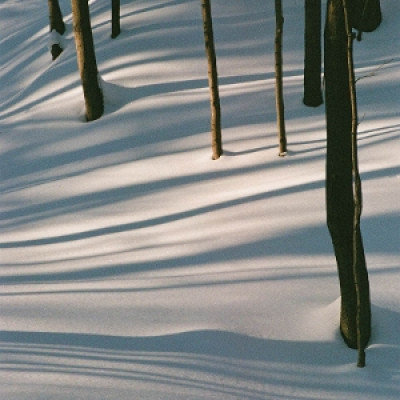 Fables Pine Isabel