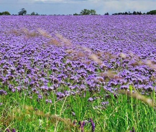 FACELIA BŁĘKITNA (PHACELIA TANACETIFOLIA) 100 G DobreNasiona.pl
