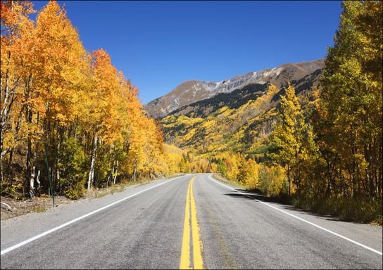 Fall aspens in San Juan County, Colorado USA, Carol Highsmith - plakat 40x30 cm Galeria Plakatu