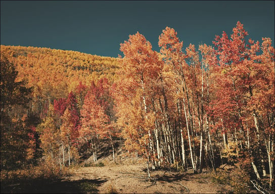 Fall aspens in San Juan County, Colorado USA, Carol Highsmith - plakat 40x30 cm Galeria Plakatu