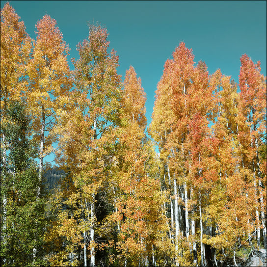 Fall aspens in San Juan County, Colorado USA, Carol Highsmith - plakat 60x60 cm Galeria Plakatu