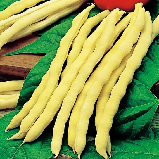 Fasola Goldmarie typ Mamut szparagowa 100g nasiona fasoli warzyw Toraf