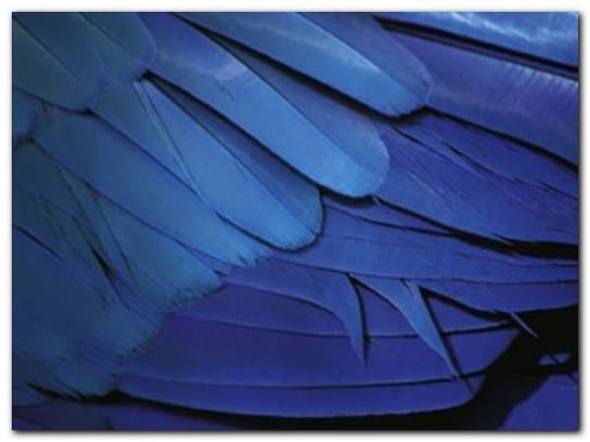 Feathers plakat obraz 80x60cm Wizard+Genius