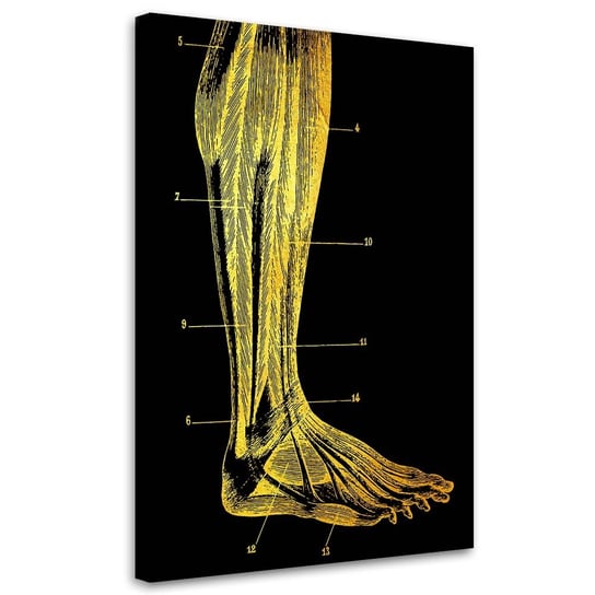 Feeby Obraz na płótnie, FEEBY Anatomia - noga - Gab Fernando 60x90 Feeby